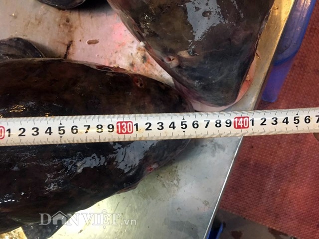 Cặp "quái ngư" trên dòng Mê Kông: Cá trà sóc khủng lồ 70 kg ở Thủ đô - 5
Mỗi con cá trà sóc này có chiều dài khoảng 1,36m