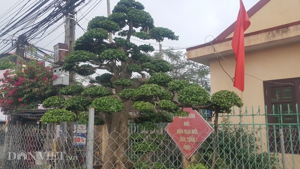 Duối kiểng cổ thụ 'tình phụ tử' hơn 120 tuổi giá tiền tỷ ở Ninh Bình - 5 Duối kiểng cổ thụ 'tình phụ tử' hơn 120 tuổi giá tiền tỷ ở Ninh Bình - 5