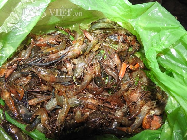 Theo chân "thợ săn" người Dao đi đêm bắt tôm khe giữa đại ngàn - 5 Theo chân "thợ săn" người Dao đi đêm bắt tôm khe giữa đại ngàn - 5
