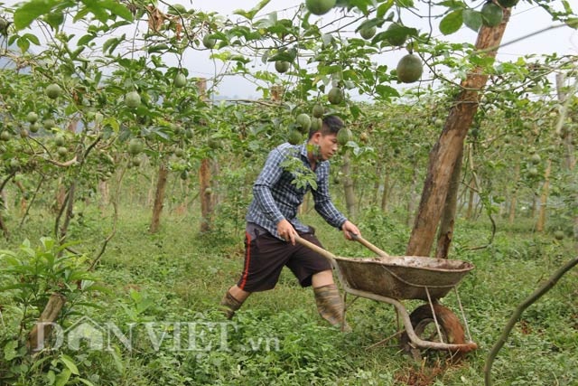 Hối hả thu hoạch chanh leo kiếm tiền sắm Tết - 8 Hối hả thu hoạch chanh leo kiếm tiền sắm Tết - 8