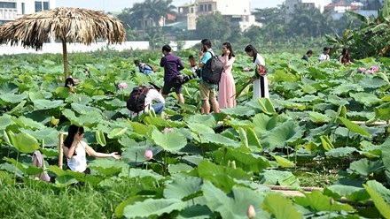 Chủ hồ sen mở dịch vụ thuê áo yếm, trang điểm thu bộn tiền - 16
Hiện tại ở khu vực Hà Nội có những hồ sen như Hồ Tây, Xuân Đỉnh, Tân Xuân... có dịch vụ cho thuê địa điểm để chụp ảnh. Mỗi nơi có giá vé vào cửa khác nhau từ 30 đến 100 nghìn/người.