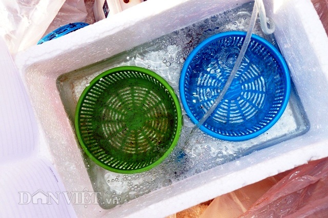 Mỗi đêm thu chục triệu đồng nhờ tôm hùm nhí - 6 Sau khi thu mua tôm hùm nhí xong, thương lái cho vào thùng xốp sục khí bổ sung oxy cho tôm