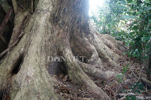 Ngỡ ngàng cây sưa 300 tuổi hàng chục người ôm không xuể - 6