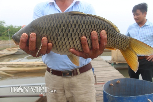 Chơi sang cho cá chép ăn đậu Úc, nông dân Thái Bình thu tiền tỷ - 6 Chơi sang cho cá chép ăn đậu Úc, nông dân Thái Bình thu tiền tỷ - 6