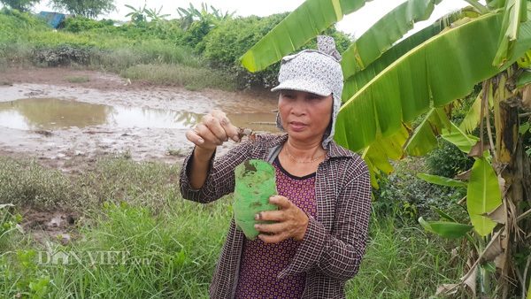 Dùng chai nhựa thải bẫy cáy, nông dân Cố đô kiếm 1 triệu đồng/ngày - 6
Bà Lan khoe với phóng viên về chiến lợi phẩm thu được sau một thời gian ngắn đặt bẫy.