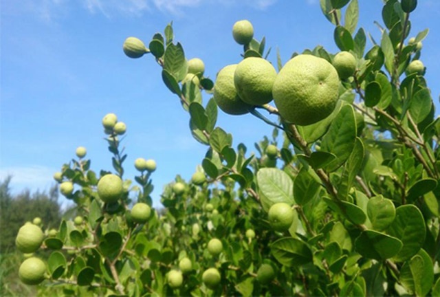 Quảng Ngãi: Ngỡ ngàng rừng cam đường dại trĩu quả trên đảo Bé - 6 Cam đường dại khá sai trái (ảnh facebook Cao Ngọc Cảnh)