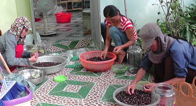 Đổ xô lên rừng hái sim, đút túi 700.000 đồng/ngày - 6 Người dân địa phương làm sạch quả sim rừng tại cơ sở thu mua của chị Phương. Ảnh: Lê Tập