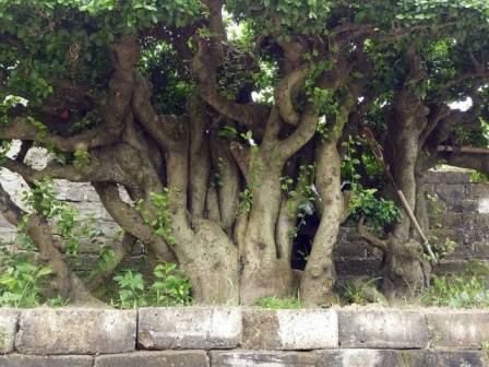 "Cụ" duối gần 300 tuổi giá 1,2 tỷ “ăn đứt” xe Camry có gì đặc biệt? - 6
Anh thẳng thắn chia sẻ, tính anh là thế, đã ưng cái gì, đã quyết là làm, mặc dù việc này cũng đã có lúc khiến anh tuột mất tay ngót nửa tỷ đồng.