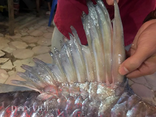 Cặp "quái ngư" trên dòng Mê Kông: Cá trà sóc khủng lồ 70 kg ở Thủ đô - 6
Chiếc vây cá sắc nhọn