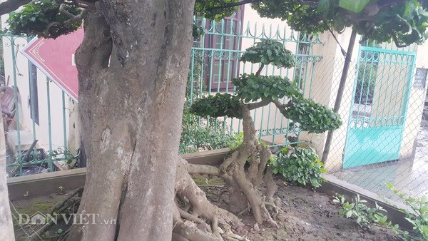 Duối kiểng cổ thụ 'tình phụ tử' hơn 120 tuổi giá tiền tỷ ở Ninh Bình - 6 Cây duối dáng trực này có một thân lớn và một thân nhỏ bên dưới tượng trưng cho tình cha con (tình phụ tử) rất độc đáo.