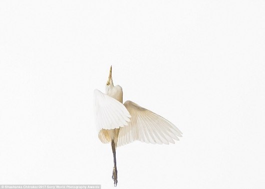 Chiêm ngưỡng những bức ảnh đạt giải nhiếp ảnh thế giới - 19 Chiêm ngưỡng những bức ảnh đạt giải nhiếp ảnh thế giới - 19