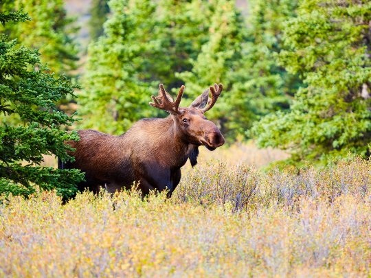 20 bức ảnh quyến rũ bạn đến Alaska - 19 20 bức ảnh quyến rũ bạn đến Alaska - 19