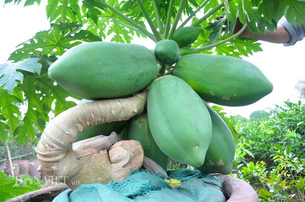 Đu đủ bonsai tán siêu độc tiền triệu hút hàng trước Tết - 3 Cận cảnh một chậu đu đủ bonsai được ông Thanh chăm sóc, tạo tán rất đẹp mắt.