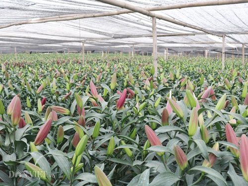 Hà Nội: Hoa ly nở đỏ đồng, bán giá "bèo" 4.000 đồng/cành - 3 Hà Nội: Hoa ly nở đỏ đồng, bán giá "bèo" 4.000 đồng/cành - 3