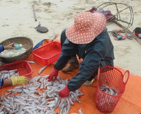 Ngư dân phấn khởi trúng lộc biển đầu năm - 3 Mỗi thuyền từ ngày mùng 2 Tết đến nay thu từ 2 đến 5 triệu đồng mỗi ngày