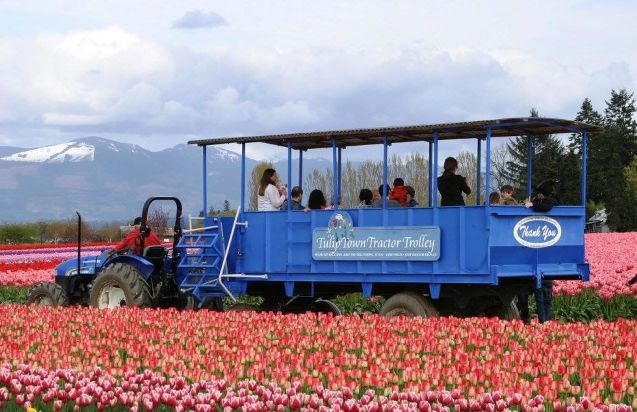 Mỹ: 7 cánh đồng hoa tulip không nên bỏ qua trong mùa xuân này - 2 Mỹ: 7 cánh đồng hoa tulip không nên bỏ qua trong mùa xuân này - 2