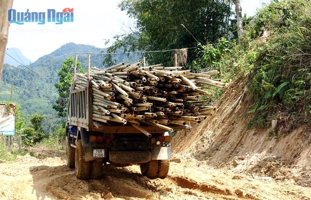 Lồ ô - "của để dành" trên non - 3 Lô ô theo thương lái về xuôi để bán cho các cơ sở sản xuất.