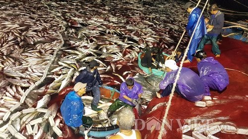 Nô nức nghe chuyện của người đánh mẻ cá bè vàng kỷ lục 160 tấn - 1 Ngư dân đánh bắt mẻ cá bè vàng lịch sử 160 tấn (ảnh: Ngư dân Lê Văn Tuấn cung cấp)