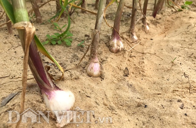 Tỏi Lý Sơn vào bờ, trồng 2 sào lãi 30 triệu đồng - 1 Tỏi Lý Sơn được trồng tại xã BìnhThạnh, Bình Sơn (Quảng Ngãi).