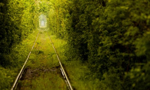 Đến thăm những khu rừng đẹp như thần tiên - 2 Đến thăm những khu rừng đẹp như thần tiên - 2