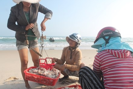 Một ngày ra khơi hái lộc biển - 3 Thương lái tìm về thu mua cá khoai và các hải sản khác ngay tại bờ biển làng Bình An.
