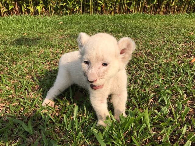 Đại gia đình Vinpearl Safari Phú Quốc đón thêm thành viên mới - 2 Đại gia đình Vinpearl Safari Phú Quốc đón thêm thành viên mới - 2