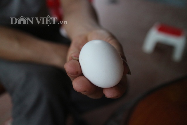 Nuôi con tiền tỷ: Giàu nhanh như "thổi" từ giống gà mắn đẻ... cổ đại - 1 Trứng gà Ai Cập được thị trường ưa chuộng, bán chạy đem lại nguồn lợi ổn định cho người chăn nuôi (Ảnh minh họa: Phú Lãm).
