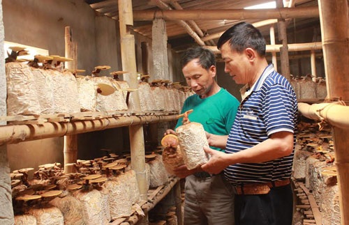 “Ăn, ngủ” với nấm, lão nông mỗi tháng bỏ túi gần 1.000 USD - 1 Ông Phùng Văn Vịnh (bên trái) thường xuyên chia sẻ kinh nghiệm trồng nấm linh chi trái vụ cho các thành viên trong HTX. Ảnh: Đức Thịnh