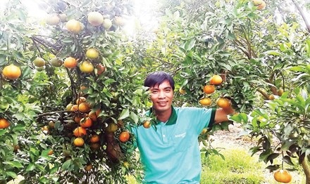 Tỷ phú Hà thành trên cao nguyên - 3 Vườn cam canh của anh Trần Mạnh Chiến.