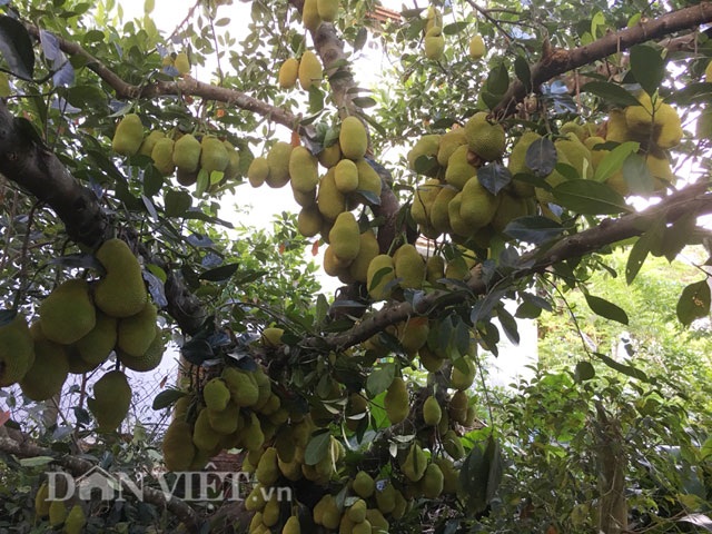 Cụ cây "vàng ròng": Mỗi năm cho trăm quả, thu về trăm triệu đồng - 3
Cây mít chi chít quả từ gốc đến ngọn gây kinh ngạc