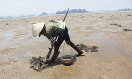 Nghề săn “thần dược” giữa lòng di sản - 3 Những phụ nữ Vân Đồn thân bịt kín, đầu đội nón, chân đi ủng, tay cầm cán mai, tay xách xô săn tìm “thần dược” sá sùng.