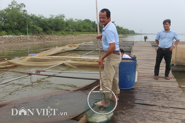 Chơi sang cho cá chép ăn đậu Úc, nông dân Thái Bình thu tiền tỷ - 1 Chơi sang cho cá chép ăn đậu Úc, nông dân Thái Bình thu tiền tỷ - 1