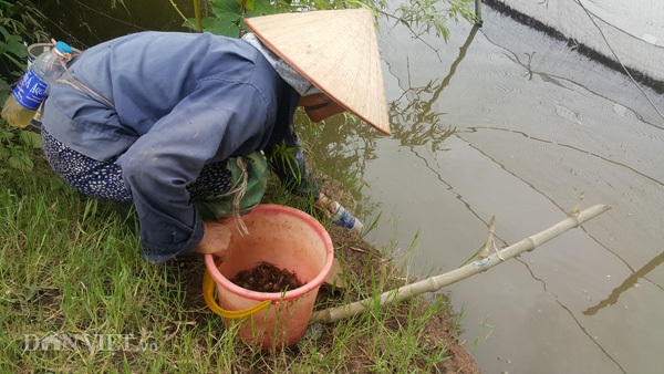 Dùng chai nhựa thải bẫy cáy, nông dân Cố đô kiếm 1 triệu đồng/ngày - 1
Chỉ với các chai nhựa phế thải, người dân Kim Sơn có thể bắt cáy dễ dàng.