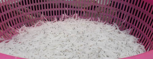 "Săn" cá hiếm, mỗi năm chỉ có một lần trong lòng hồ sông Đà - 1 Cá ngần có thân hình trong suốt.