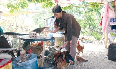 Phóng sự: Về làng cũ - 3 Có đất, có vườn, về làng cũ, người dân nuôi thêm đàn gà để kiếm thêm thu nhập. Ảnh: Thanh Trần.