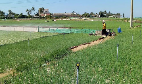 Trồng tỏi nơi đảo xa, nhà nông thu 1-1,3 tỷ đồng/ha - 1 Hầu hết các hộ dân trồng tỏi, hành ở Lý Sơn (Quảng Ngãi) đều đã áp dụng công nghệ tưới tự động phun mưa. Ảnh: V.T