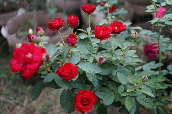 Chồng trích lương, chiều vợ xuất ngoại sưu tập 500 loài hoa hồng - 3
Vườn hồng rực rỡ đủ loại là niềm tự hào của chị