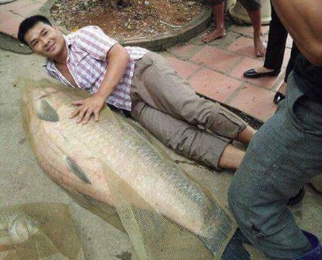 Cá trắm đen khổng lồ hiếm có: Mỗi lần xuất hiện gây xôn xao - 3
Cá trắm khủng có chiều dài gần bằng một người đàn ông.