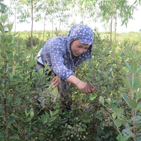 Bị gọi là "điên" khi trồng sim dại, mới đầu vụ đã thu 2 triệu đồng/ngày - 1
Thu hoạch sim tại vườn sim anh Nhàn