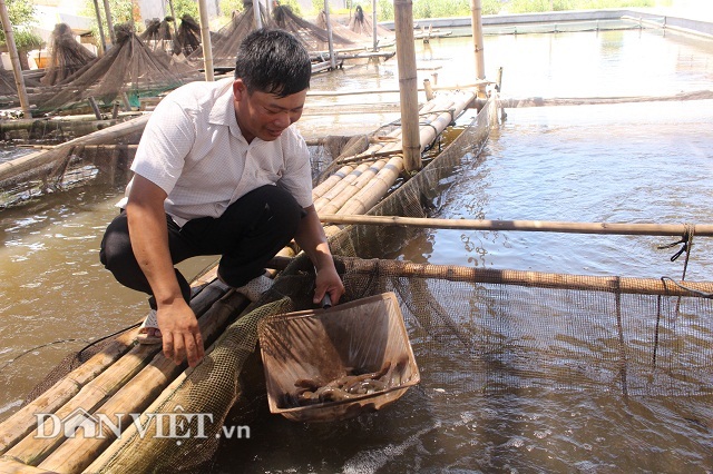 “Bắt” cá bống bớp đẻ theo ý muốn, tưởng gàn mà kiếm 5 tỷ đồng/năm - 1 Nhờ bén duyên với cá bống bớp anh Sơn đã có trong tay nhiều tỷ đồng.