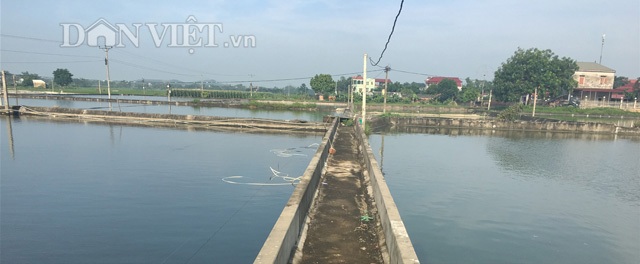 “Gia Cát Lượng” ở Bắc Giang 24 năm làm nghề ương cá giống - 1 Mô hình nuôi cá ương giống diện tích hơn 10 mẫu mặt nước của ông Nguyễn Văn Lượng, thôn Trung, xã Ngọc Thiện , huyện Tân Yên (Bắc Giang). Ảnh: Nguyễn Hoàn.