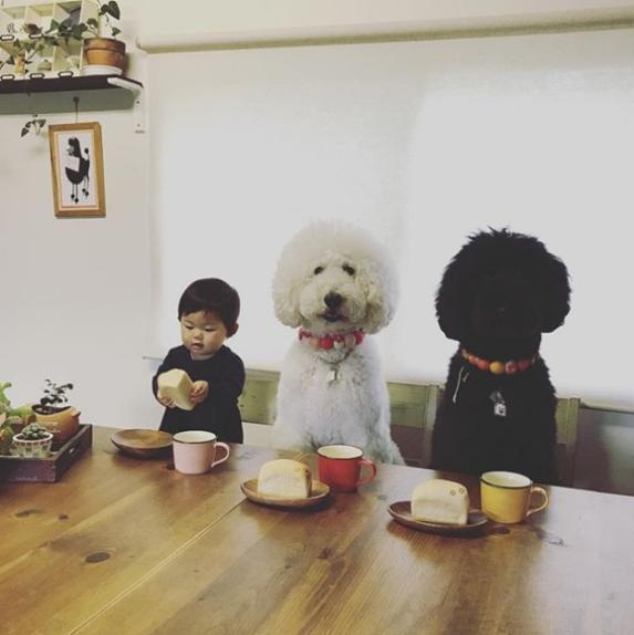 Tình bạn của bé 14 tháng tuổi và người bạn 4 chân khiến ai nhìn cũng thích mê - 2 Chú chó Poodle lông xù màu đen là người bạn thân thiết của cả hai