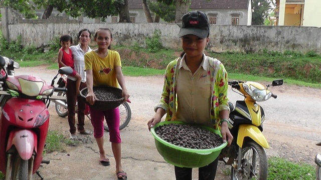 Đổ xô lên rừng hái sim, đút túi 700.000 đồng/ngày - 1 Hơn một tháng nay, người dân ở xã Mỹ Thành, Yên Thành (Nghệ An) có thêm một nguồn thu nhập đáng kể nhờ thu hái sim rừng. Ảnh: Lê Tập