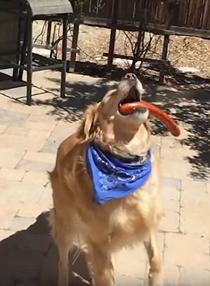 Chú chó vụng về nhất thế giới, chưa bao giờ bắt nổi đồ ăn - 1
Fritz bắt trượt xúc xích dù đã căn trúng mõm.