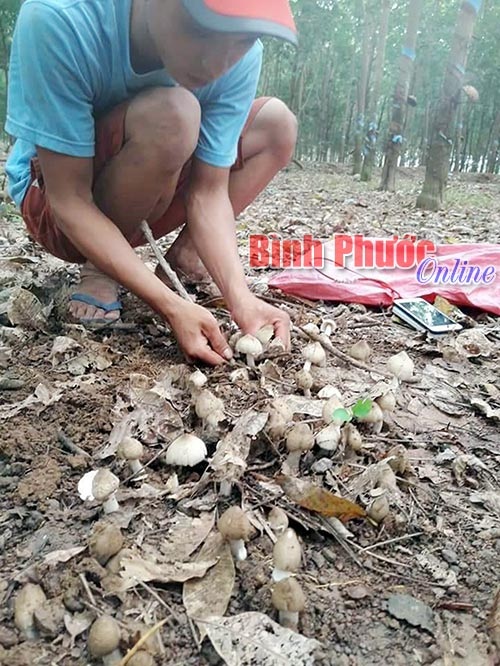 Chong đèn săn lùng "lộc trời" trong đêm - 1 Võ Thành Hiếu nâng niu từng tai nấm mối trong vườn cao su ở xã Tân Hưng