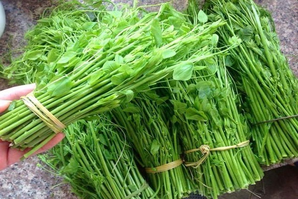 Rau rừng giá tới 120.000 đồng/kg vẫn được chị em săn đón - 1
Rau bò khai (rau da hiến) có giá khá đắt, dao động từ 80.000 – 120.000 đồng/kg. Ảnh: H.N