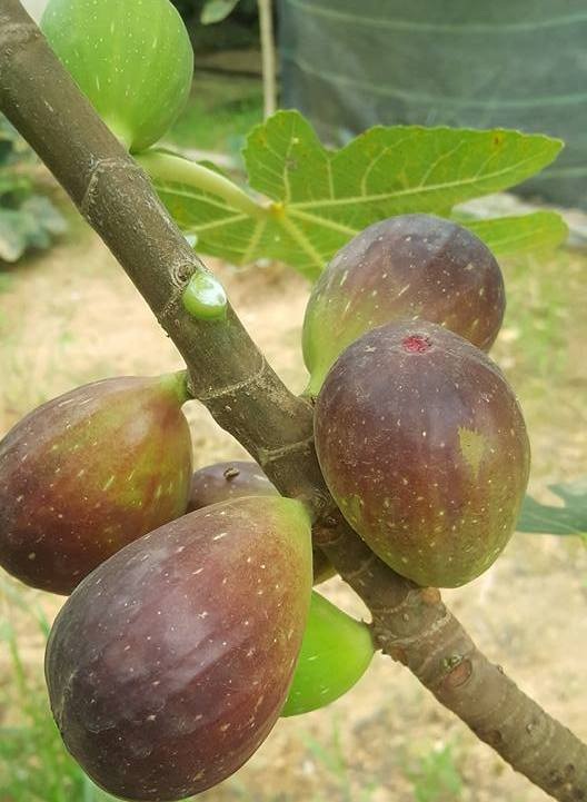 Quả sung to như trứng vịt, giá "cắt cổ" vẫn hút khách mua - 3
Nguồn cung sung Mỹ trên thị trường hiện nay chưa nhiều. Thế nên, một số nhà vườn trồng sung Mỹ thường phải từ chối bớt khách
