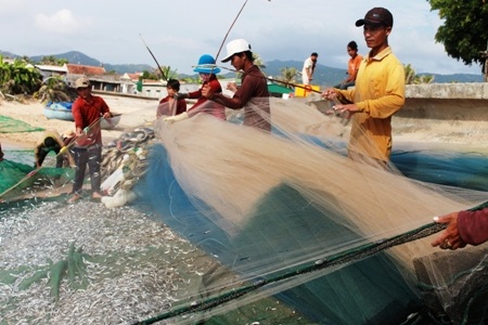 Gặp đàn cá cơm dày đặc, ngư dân Ninh Thuận hốt bạc triệu - 1 Gặp đàn cá cơm, ngư dân Ninh Thuận trúng đậm. Ảnh: C.T