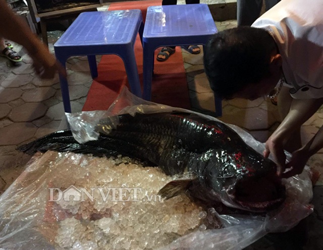 Cá leo 'khủng' nặng 52kg, dài bằng người lớn tiền triệu/kg ở Thủ đô - 3 Cá leo 'khủng' nặng 52kg, dài bằng người lớn tiền triệu/kg ở Thủ đô - 3