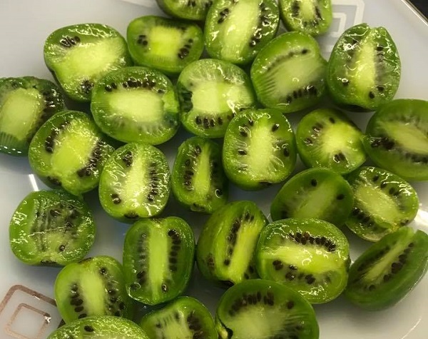 Nhìn đã chảy nước miếng, chị em tranh mua kiwi tí hon 1 triệu đồng/kg - 3
Kiwi berry có ruột giống hệt kiwi to thường thấy